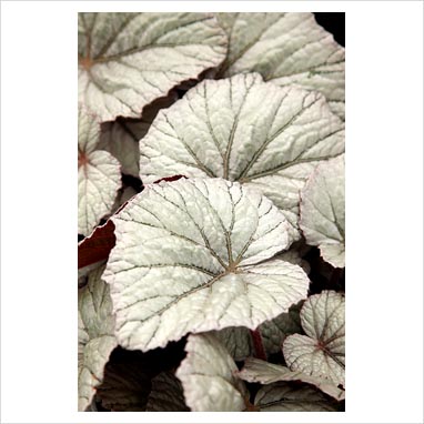 B. ‘Reine des Neiges’
